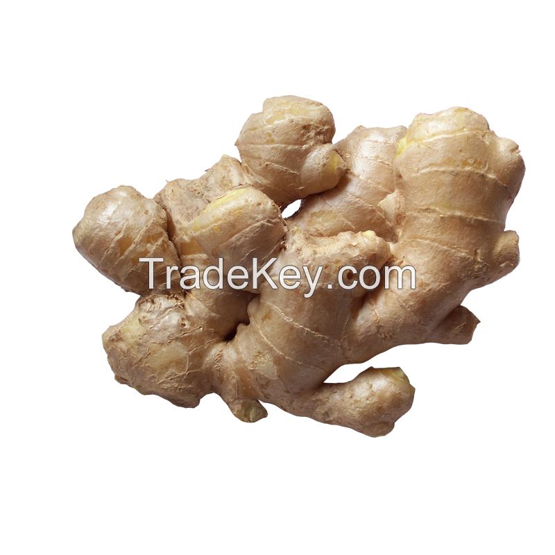 Wholesale organic fresh ginger price