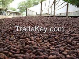 Cocoa Beans