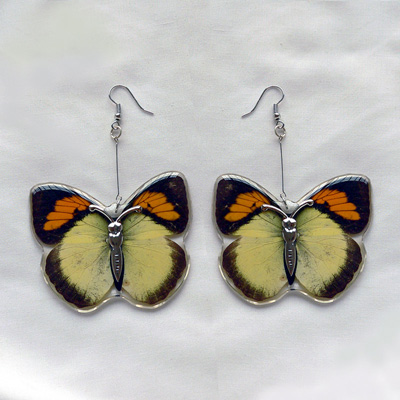 Real Butterfly Earrings