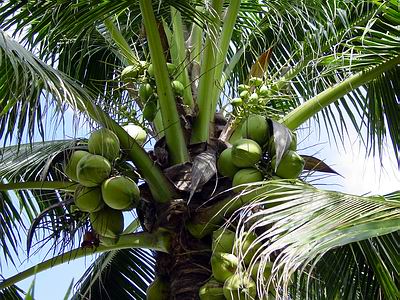 coconut or coconut products