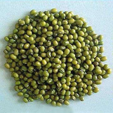 Green Mung Bean