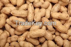 FRESH PEANUTS IN SHELL/GROUNDNUTS WITH SHELL/RAW PEANUTS WITH SHELLPeanuts