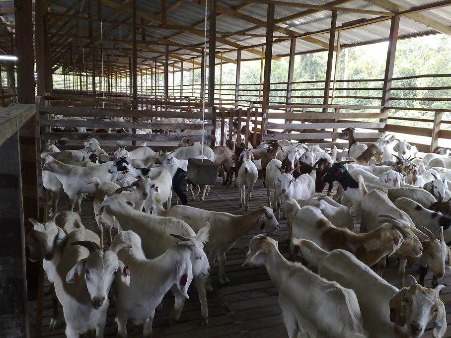 Goat Farm for sale in Malaysia