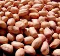 Sell Vietnam Groundnut Kernels