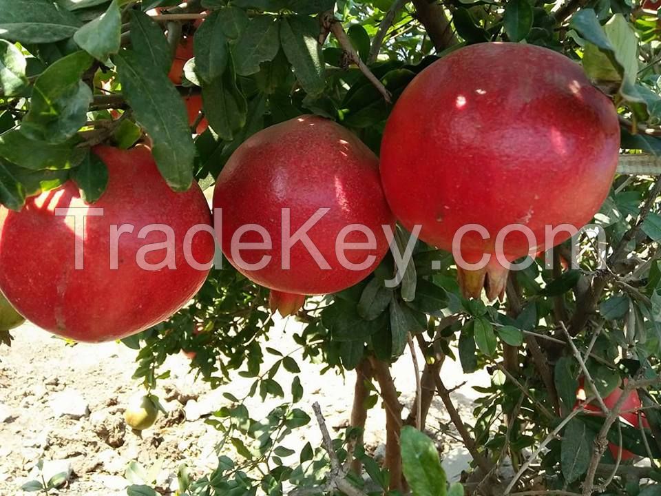 Pomegranate Egyptian Fresh   