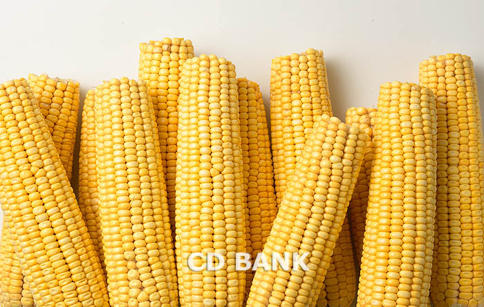 Maize | Maize Exporter | Corn Grain Seller | Maize Buyer | Bulk Maize Grain Importer | Corn bean Buyer | Corn bean Wholesaler | Corn Grain Manufacturer | Best Quality Corn Grain | Cheap Maize Supplier | Low Price Corn | Yellow Corn | White Cron | Baby Mai