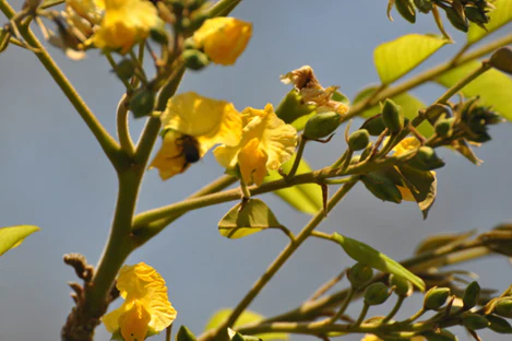 Nkula Tree, Mukula Tree, Rosewood Tree, Terminalia superba