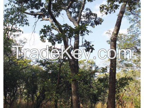 Nkula Tree, Mukula Tree, Rosewood Tree, Terminalia superba