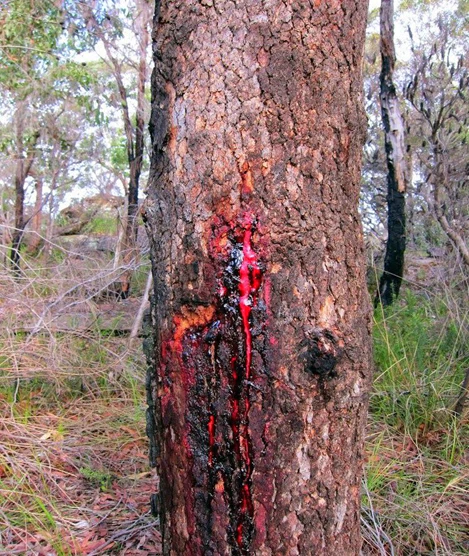 Nkula Tree, Mukula Tree, Rosewood Tree, Terminalia superba