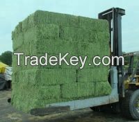 High quality Alfalfa bales / Alfalfa Hay