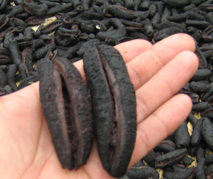 Dry Sea Cucumber