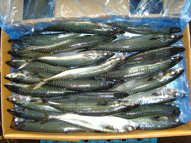 FROZEN PACIFIC MACKEREL