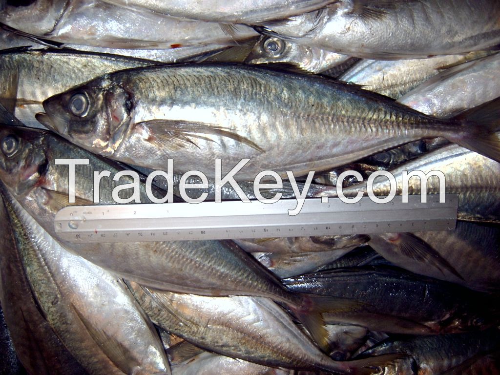 FROZEN HORSE MACKEREL