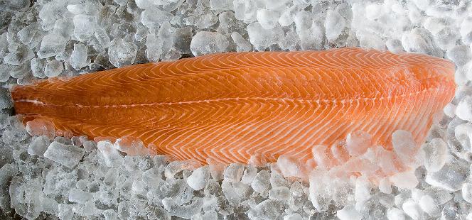 Salmon (Salmo salar)