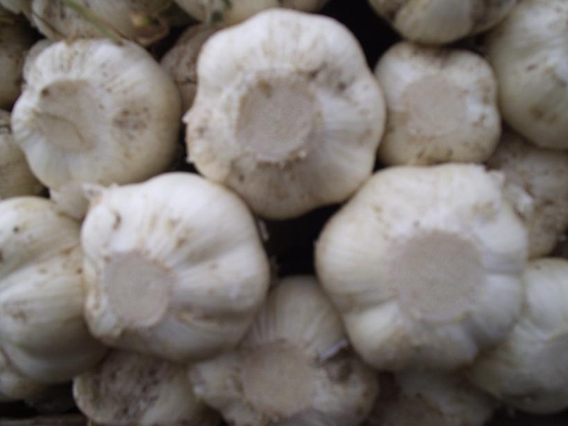 normal white garlic