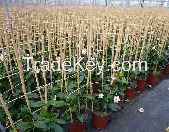 bamboo garden trellis H85cm