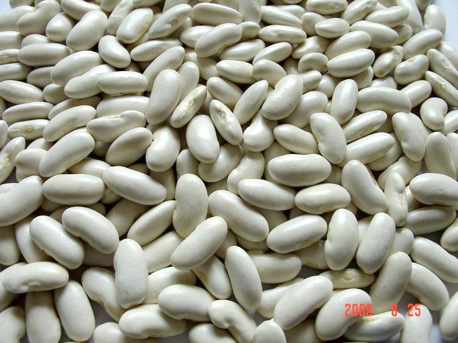 Medium White kidney Beans