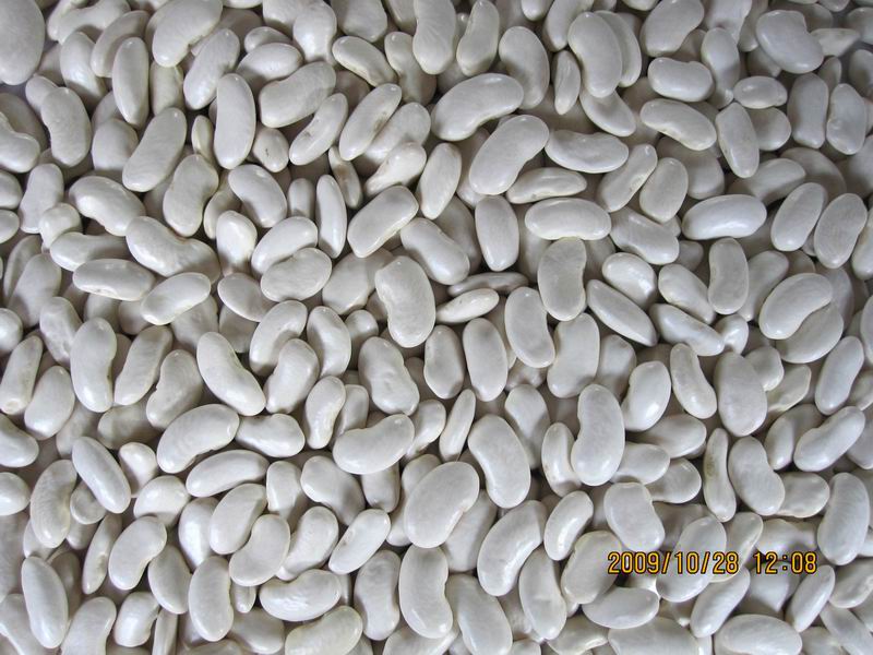 White Kidney Beans(flat shape)