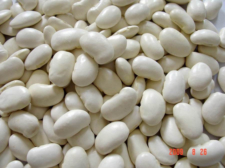 Large White kidney Beans