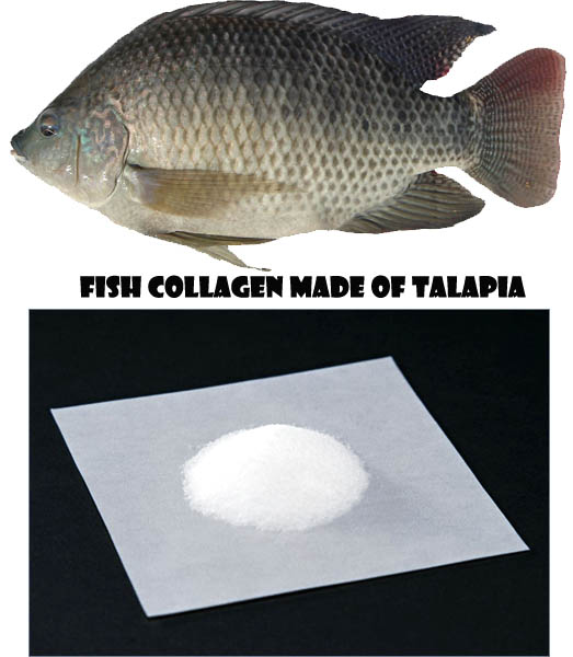 Marine fish collagen powder for food and cosmetic