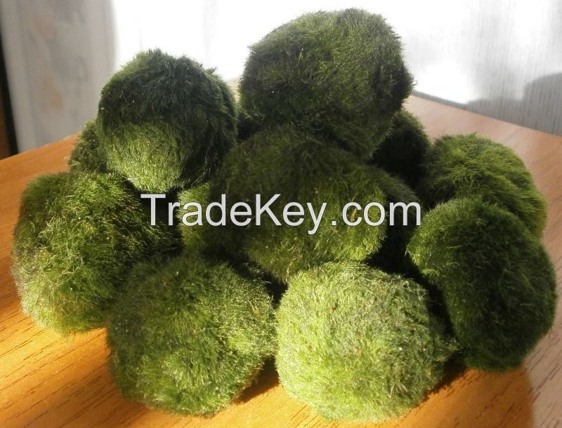 MARIMO MOSS BALLS