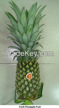 (KIM MINH INTERNATIONAL) OFFER ABOUT FRESH PINEAPPLE FROM VIET NAM 