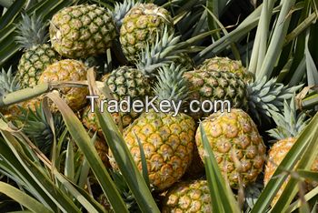 (KIM MINH INTERNATIONAL) OFFER ABOUT FRESH PINEAPPLE FROM VIET NAM 