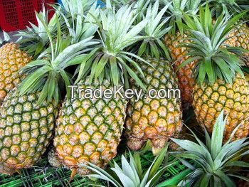 (KIM MINH INTERNATIONAL) OFFER ABOUT FRESH PINEAPPLE FROM VIET NAM 