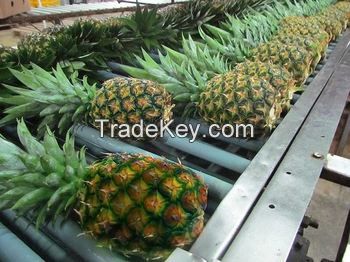 (KIM MINH INTERNATIONAL) OFFER ABOUT FRESH PINEAPPLE FROM VIET NAM 