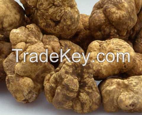 white truffles good quality