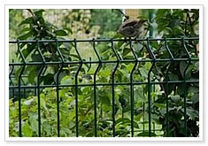 welded wire fence