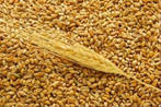 пшеницы импортеры, покупатели пшеницы, импортер пшеницы, купить пшеницу, пшеницу покупатель, импорт пшеницы, wheat