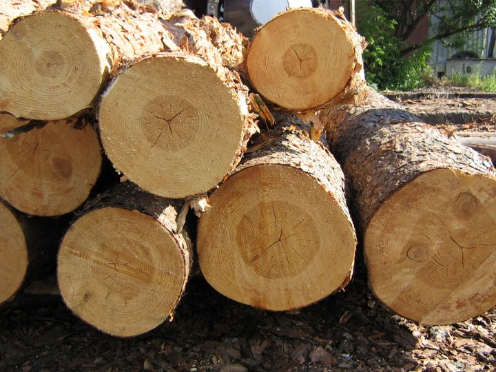 pine logs