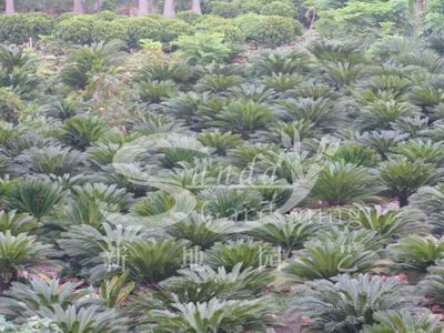 Cycas revoluta