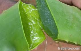 Fresh Aloe Vera Leaves