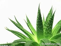 Fresh Aloe Vera Leaves