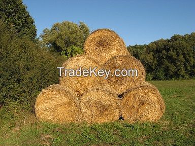 wheat straw bale