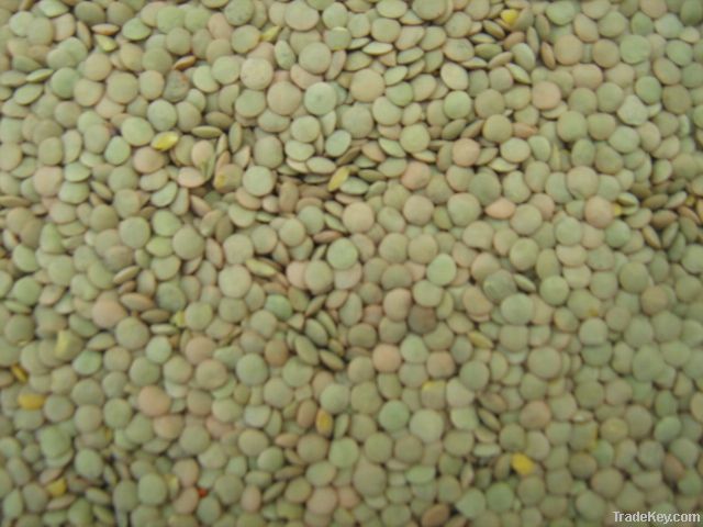 Green lentils