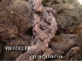 SEA WEED- GRACILARIA
