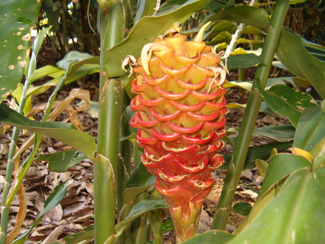 Heliconia Flowers (Tropical Flowers)