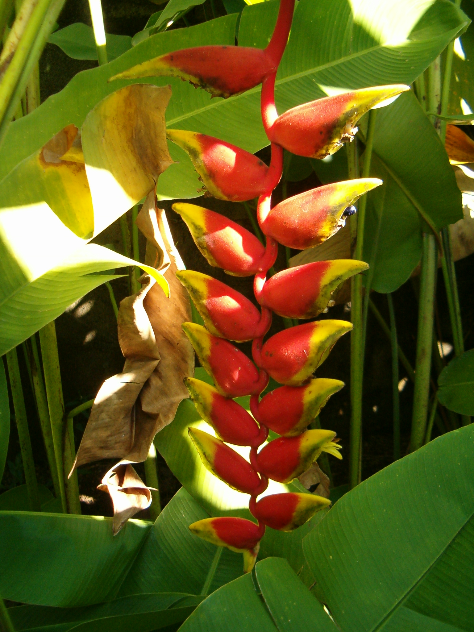 Heliconia Flowers (Tropical Flowers)