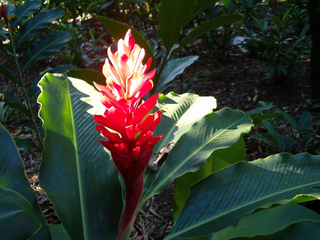 Heliconia Flowers (Tropical Flowers)