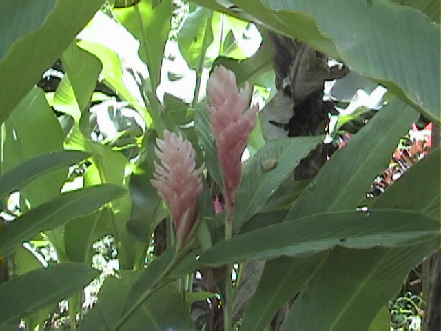 Heliconia Flowers (Tropical Flowers)