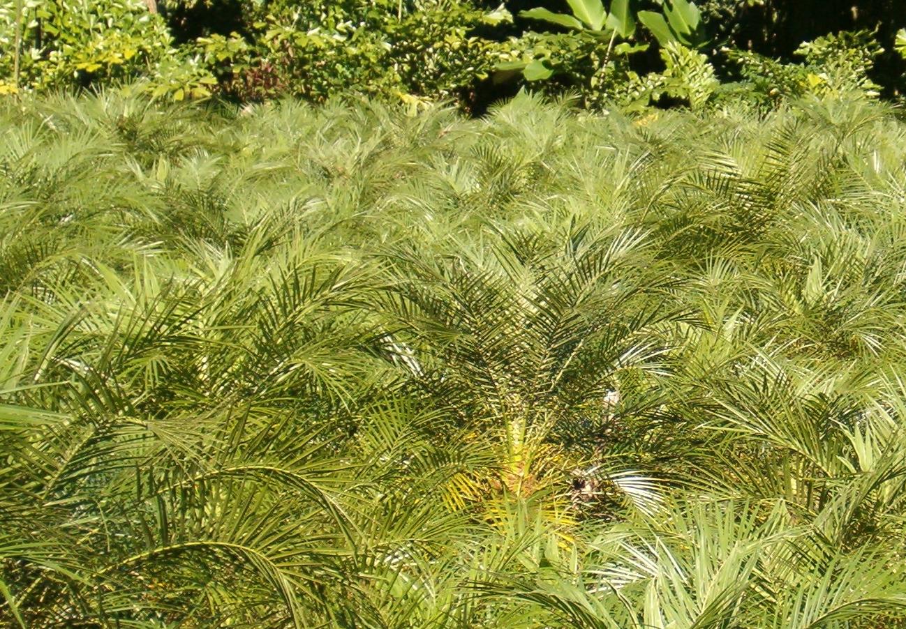 Fenix Palm and Foliage for Arrangements