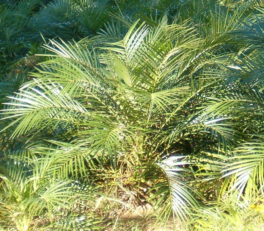 Fenix Palm and Foliage for Arrangements