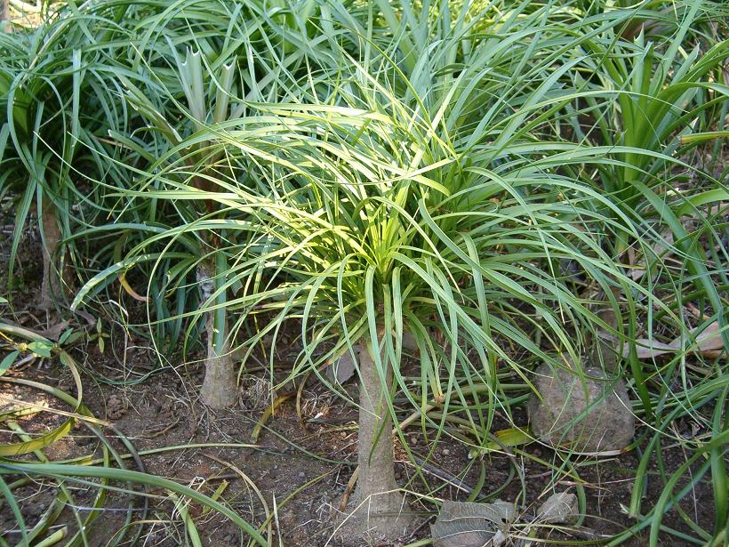 Pony Tail Palm