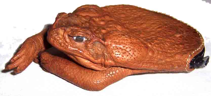 Bufo marinus Cane Toad Leather Coin Purse Ocean Blue | Grassy River Trading