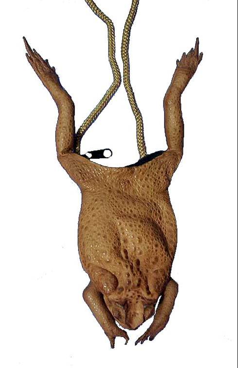 Toad Necklace
