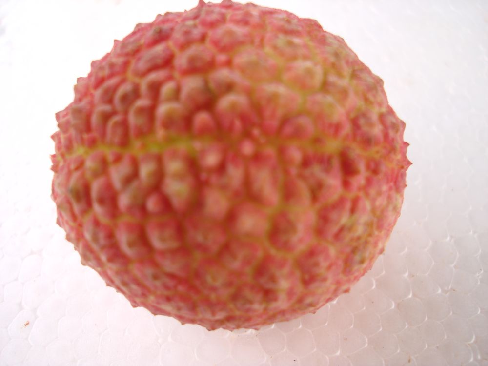 china fresh lychee / litchi / leechee / lichi / lychi