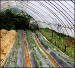 Food Wrap / Cling Film / Stretch , Agriculture, UV Green House Films